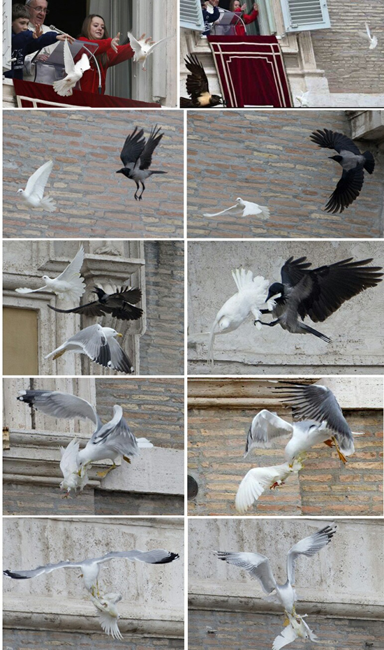 Papal doves attacked