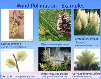 wind pollination