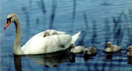 A Swan swimming with its babies