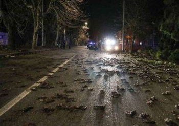 dead starlings rome