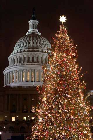 A large Christmas tree outside the Capitol Dome of Washington D.C.