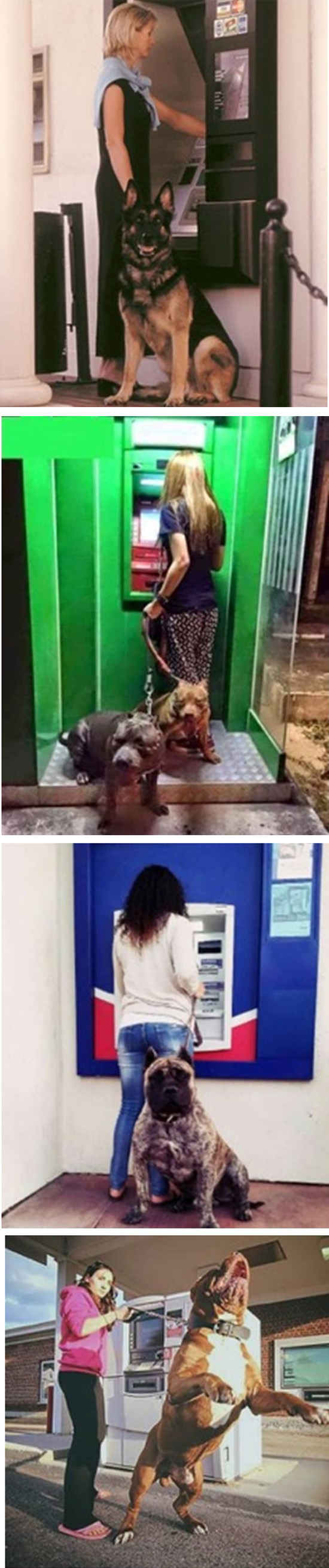 Photo collage of women going to the ATM with dogs