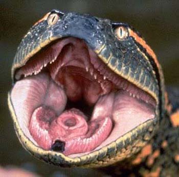 Anaconda mouth