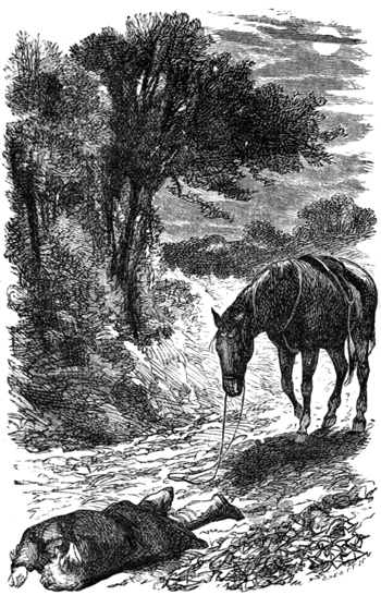 How Anna Sewell wrote Black Beauty, the 'hymn to a horse' whose influence  on animals is still felt today - Country Life