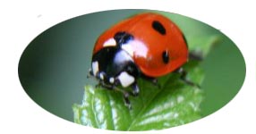photograph of a ladybug on a leaf
