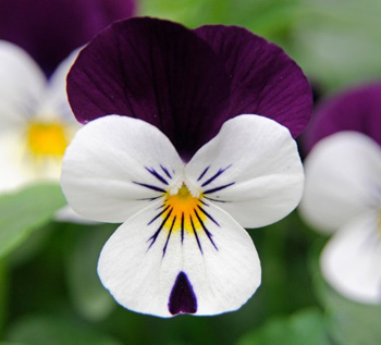 Viola flower