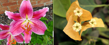 Lily and bougainvillea