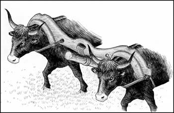 2 yoked oxen