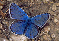 F011_butterflycommonblue.jpg - 42530 Bytes