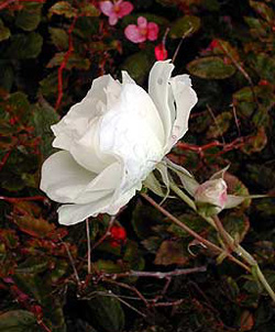 F011_white-rose.jpg - 59792 Bytes
